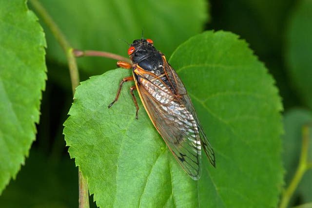 <p>Brood X 17-year cicada adult on a linden tree leaf in Maryland during the brood’s 2021 emergence</p>