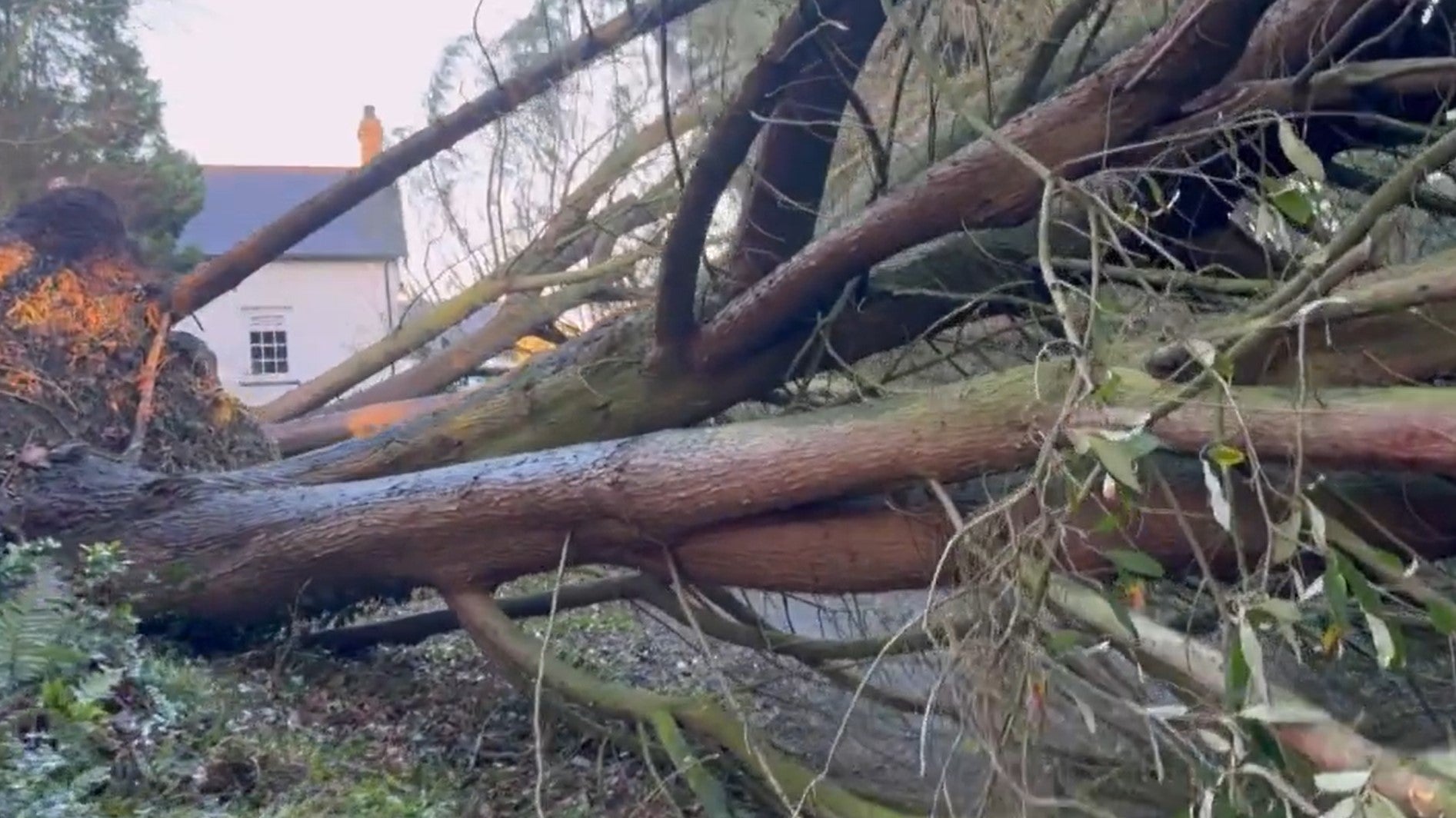 Fallen tree in County Down