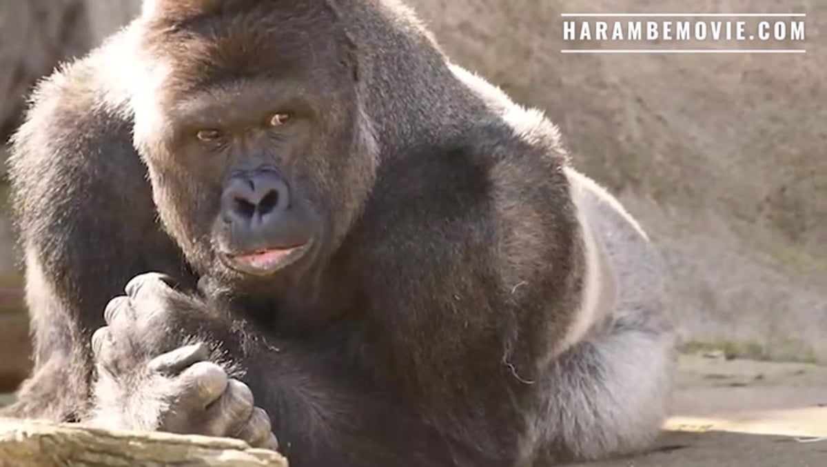 Trailer for Harambe documentary