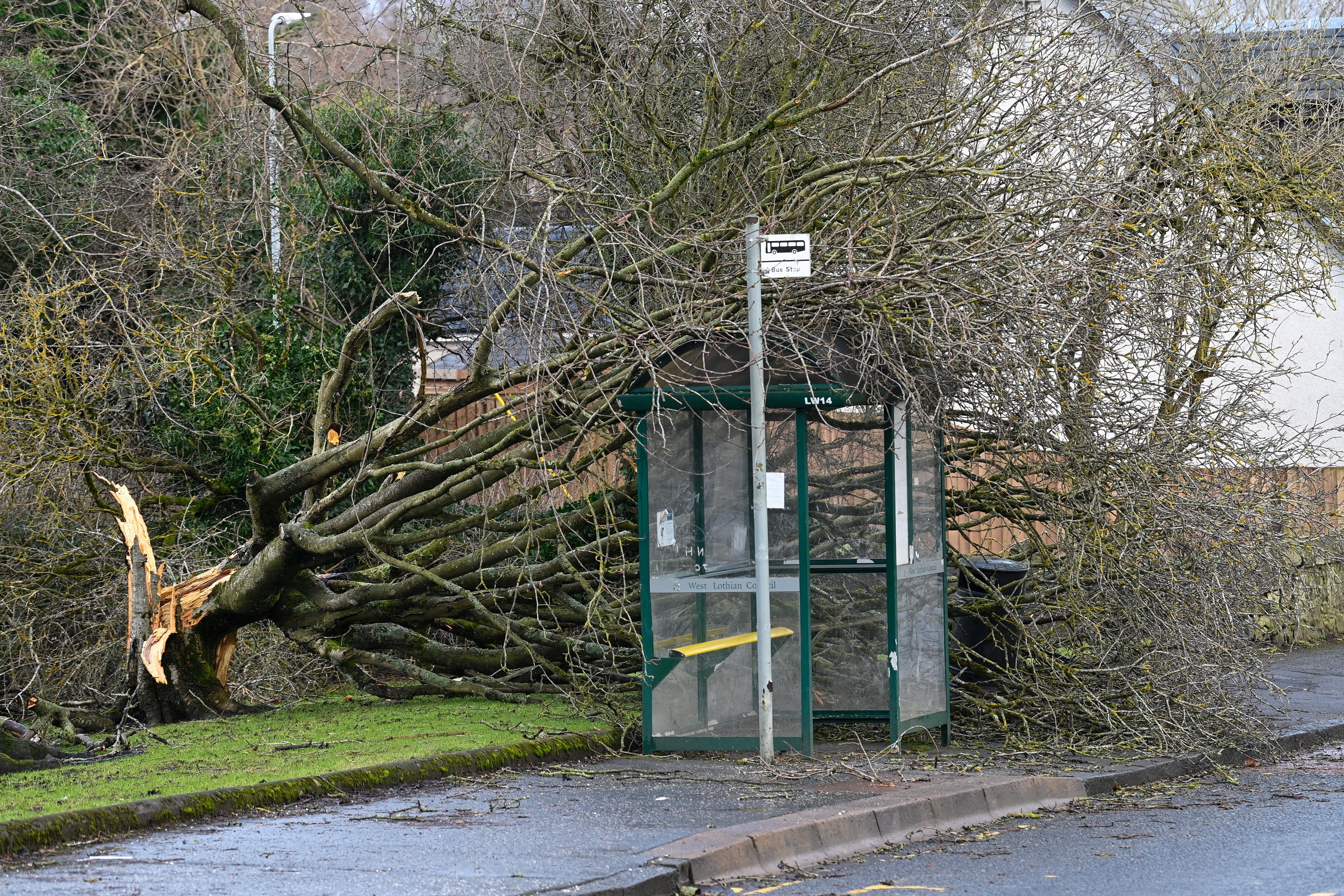 A fallen tree lies at a bus stop, during Storm Isha, in Linlithgow, Scotland, Britain
