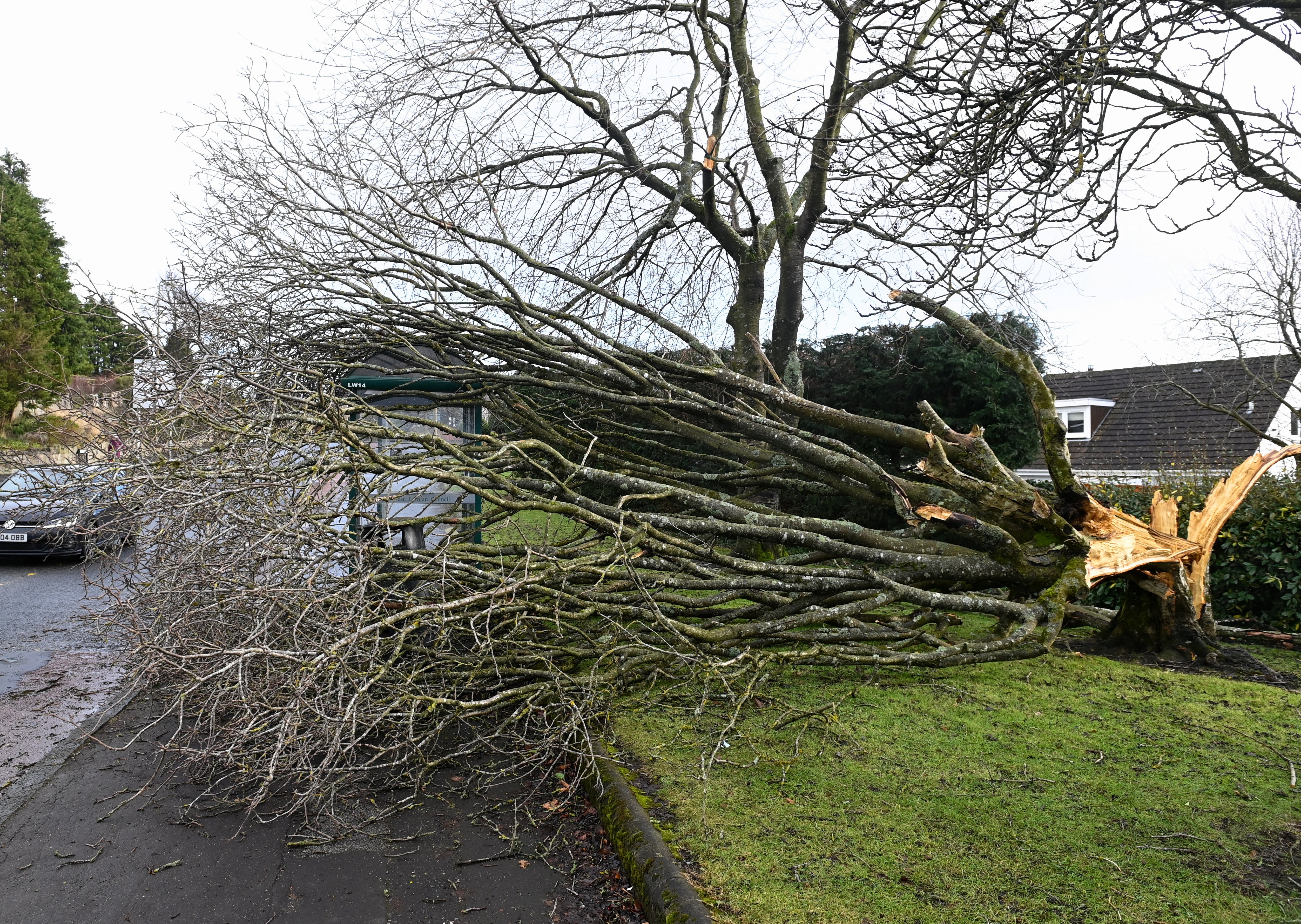 A fallen tree lies at a bus stop, during Storm Isha, in Linlithgow, Scotland