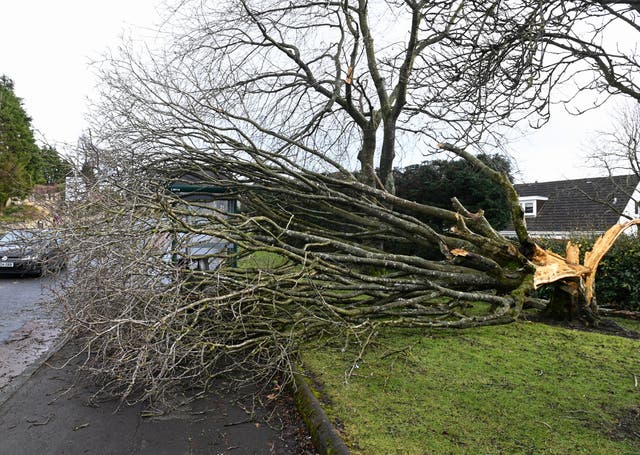 <p>A fallen tree lies at a bus stop, felled by Storm Isha, in Linlithgow, Scotland</p>