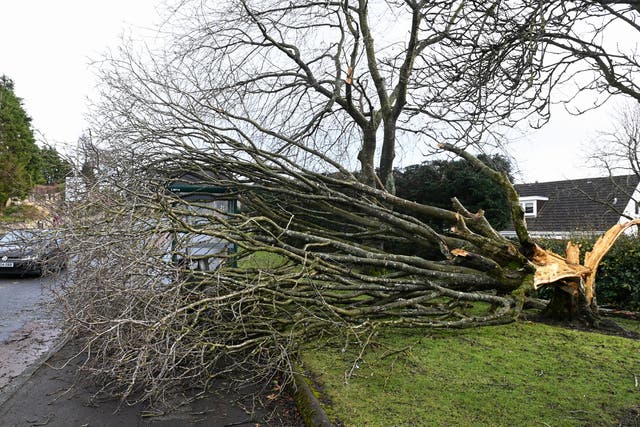 <p>A fallen tree lies at a bus stop, felled by Storm Isha, in Linlithgow, Scotland</p>