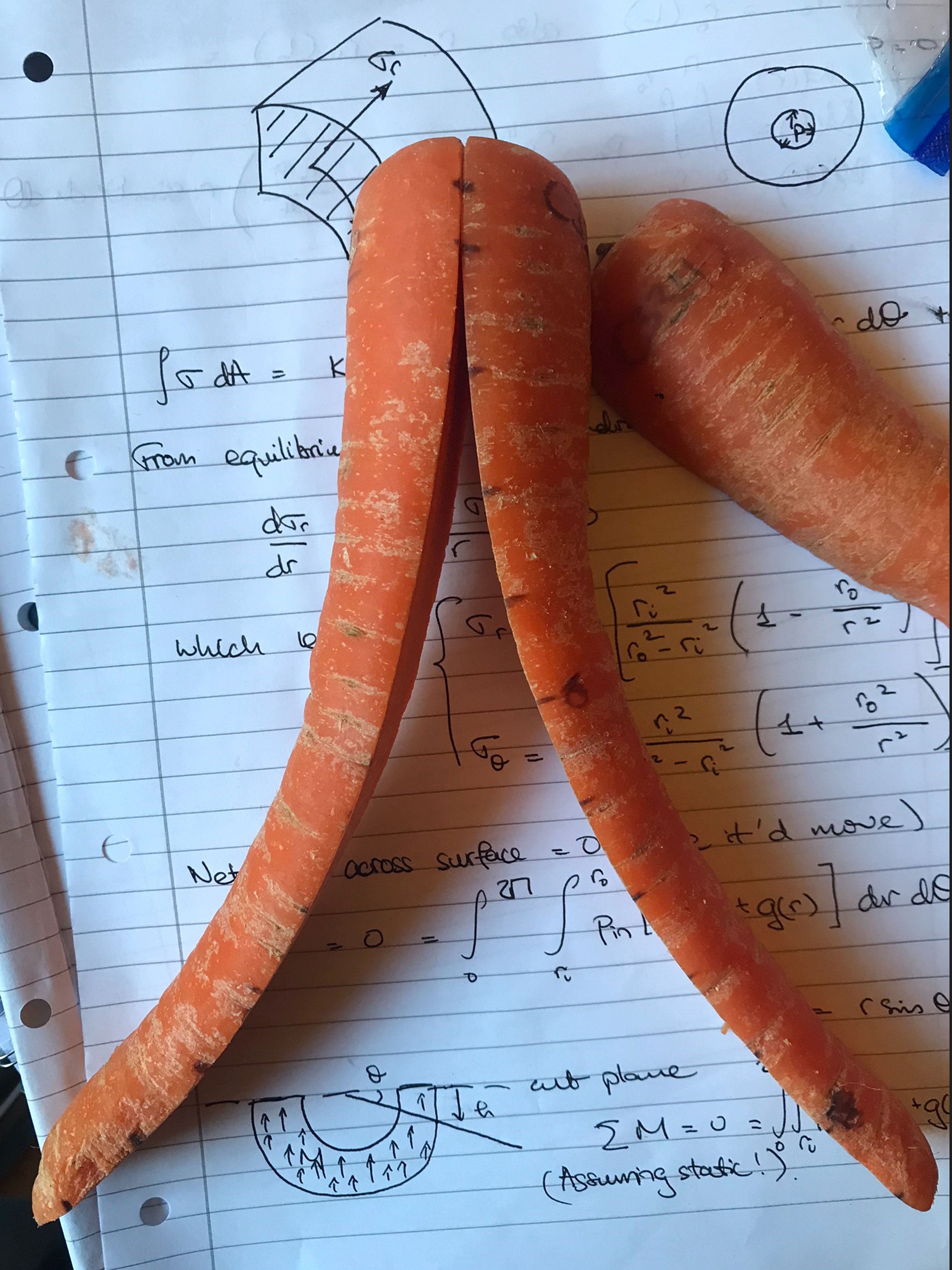 <p>Curled carrot</p>