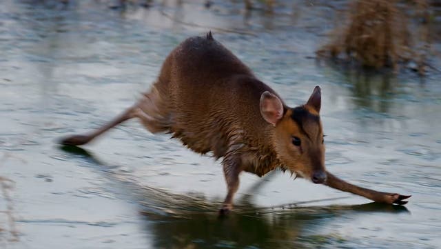 <p>Bambi on ice: Moment deer ice-skates across frozen brook caught on camera.</p>