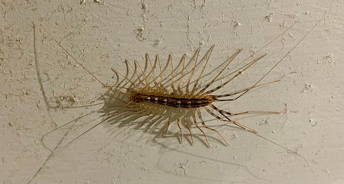 Extremely rare venomous centipede found in UK toilet