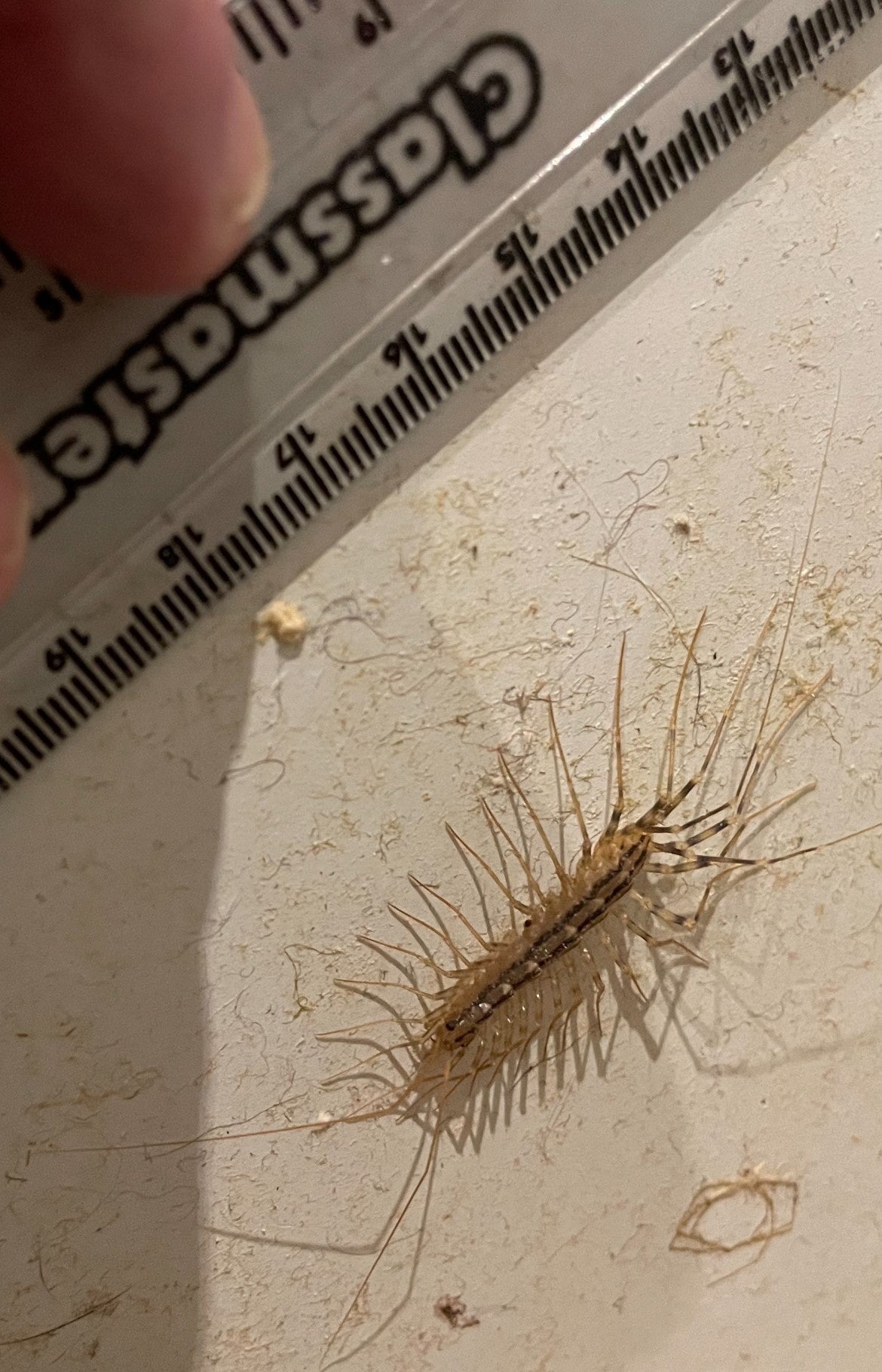 Critter confirmed as a scutigera coleoptrata - a species rarely seen in the UK