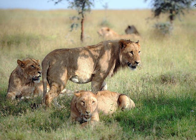 <p>Members of a lion pride at the Ol Pejeta conservancy in Laikipia County, Kenya</p>