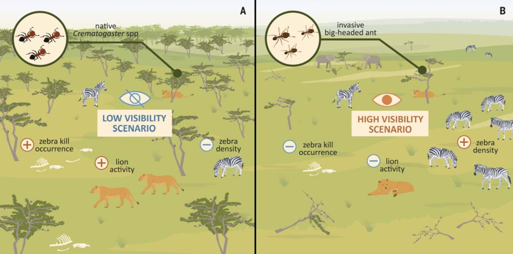 Illustrations show how the lack of trees impacts the lion’s hunting grounds in Ol Pejeta