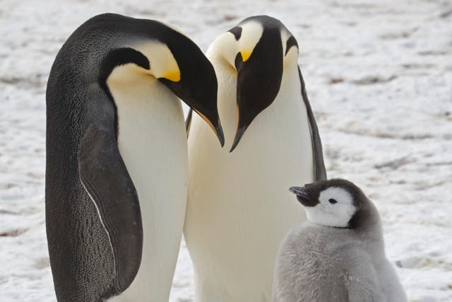<p>Adult emperor penguins with a chick near Halley Research Station in Antarctica. Scientists have spotted previously unknown colonies of emperor penguins in new satellite imagery</p>