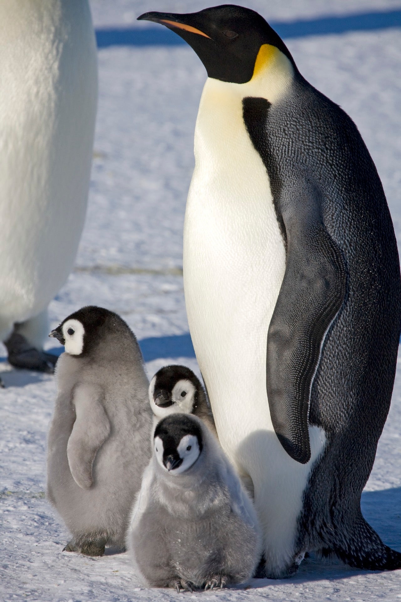 Emperor Penguins