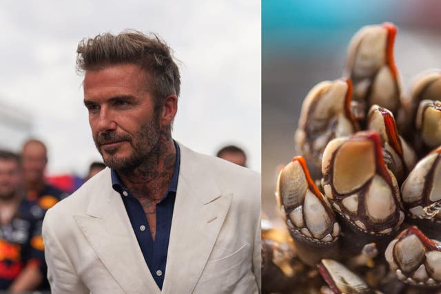 <p>David Beckham has been tucking into a rare, alien-looking delicacy in Spain</p>