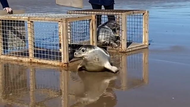 <p>Watch heartwarming moment orphaned seal pups return to ocean after sanctuary rescue.</p>