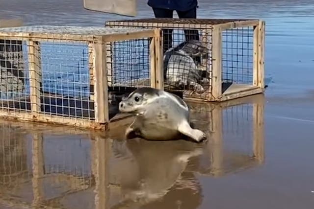 <p>Watch heartwarming moment orphaned seal pups return to ocean after sanctuary rescue.</p>