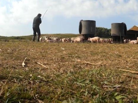 A worker approaching the pigs with an iron bar