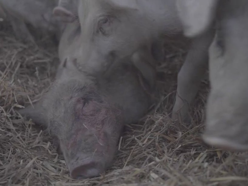 A piglet tries to revive another animal that’s dying