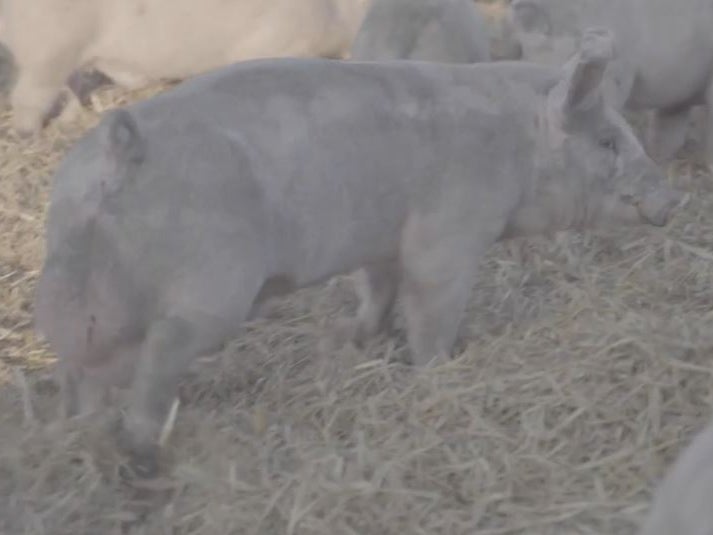 A pig was filmed with an ‘enlarged hernia'
