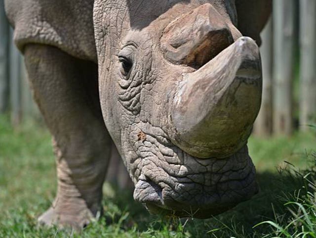 <p>Sudan, the last male northern white rhinoceros </p>