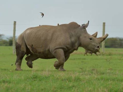 Eggs taken from Fatu, one of the only two remaining female northern whites, were used for the IVF