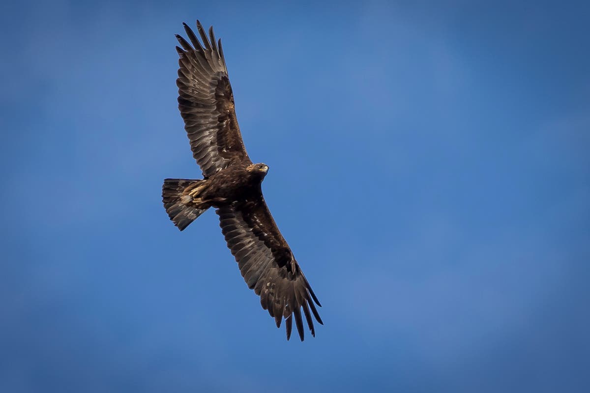 Montana man convicted of killing eagles is sentenced to 3 years in prison for related gun violations
