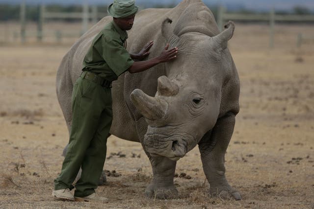 Kenya Rhino IVF Pregnancy