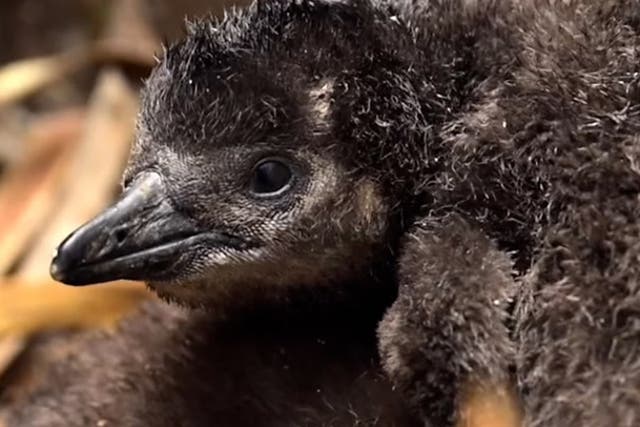 <p>Three new rare African penguin chicks born at UK wildlife park</p>