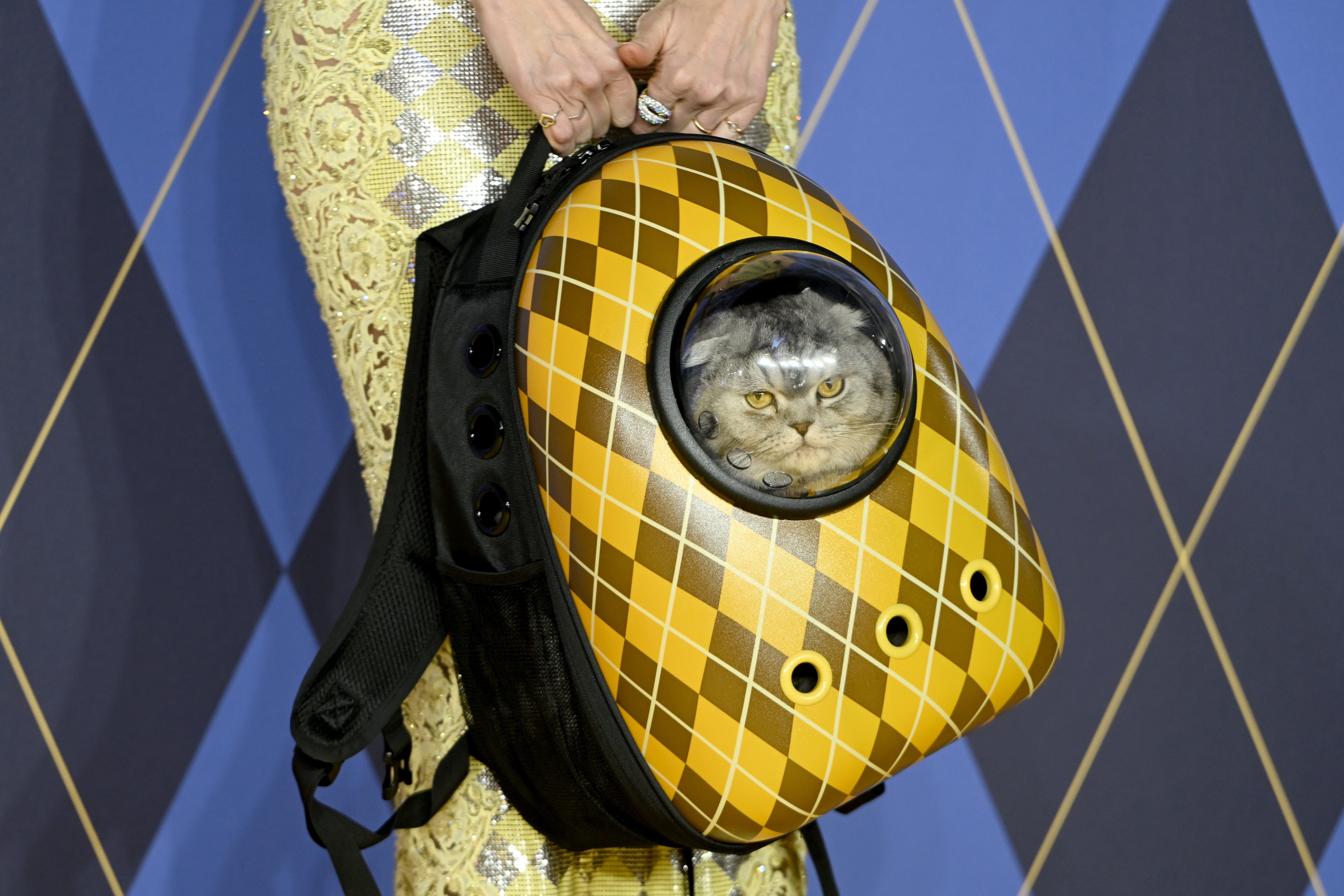 Animal-welfare organisations advised against transporting cats in backpacks, as the pet Chip is in the film Argylle