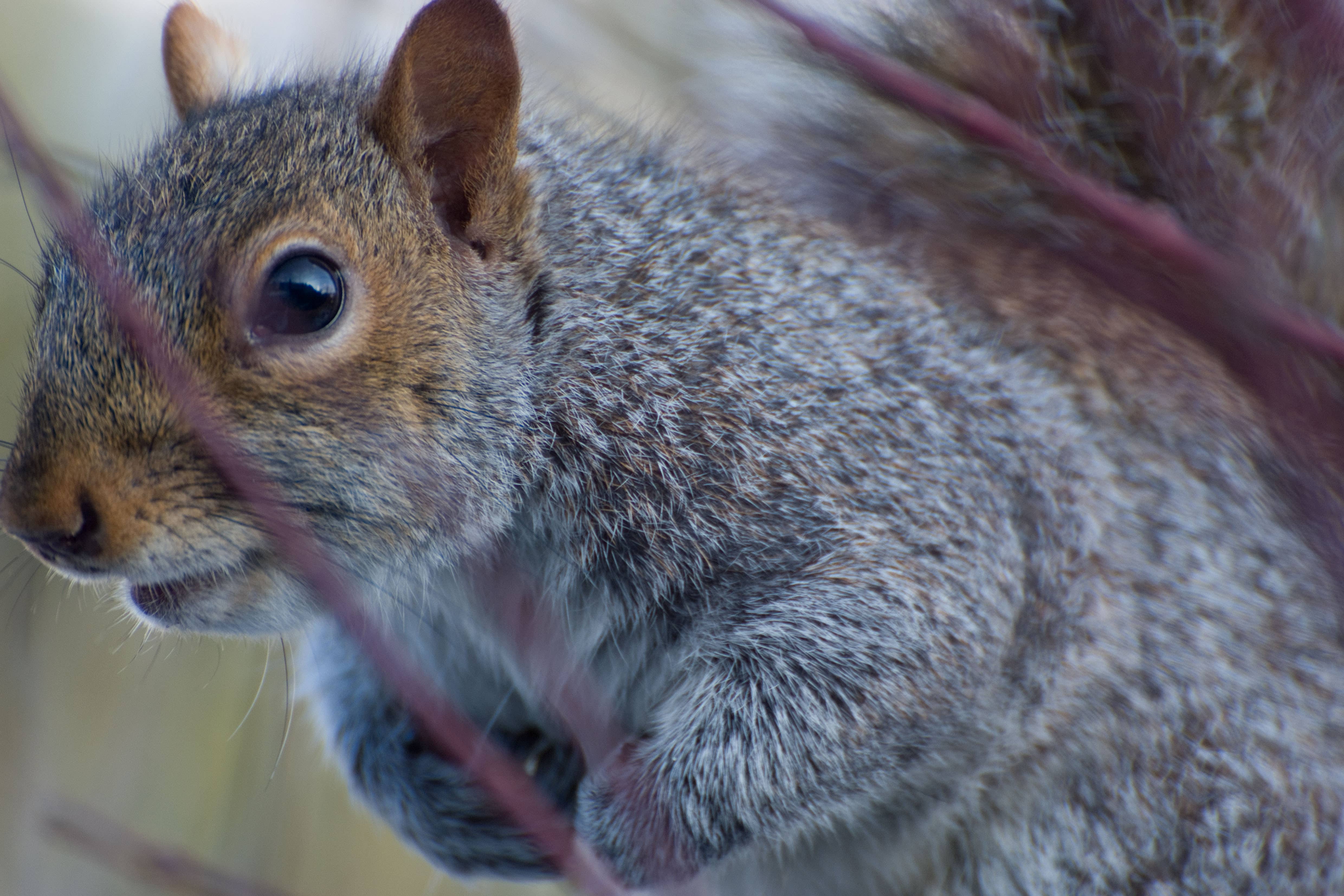 Sensitivity over killing grey squirrels is ‘stupidity’, says Tory ex