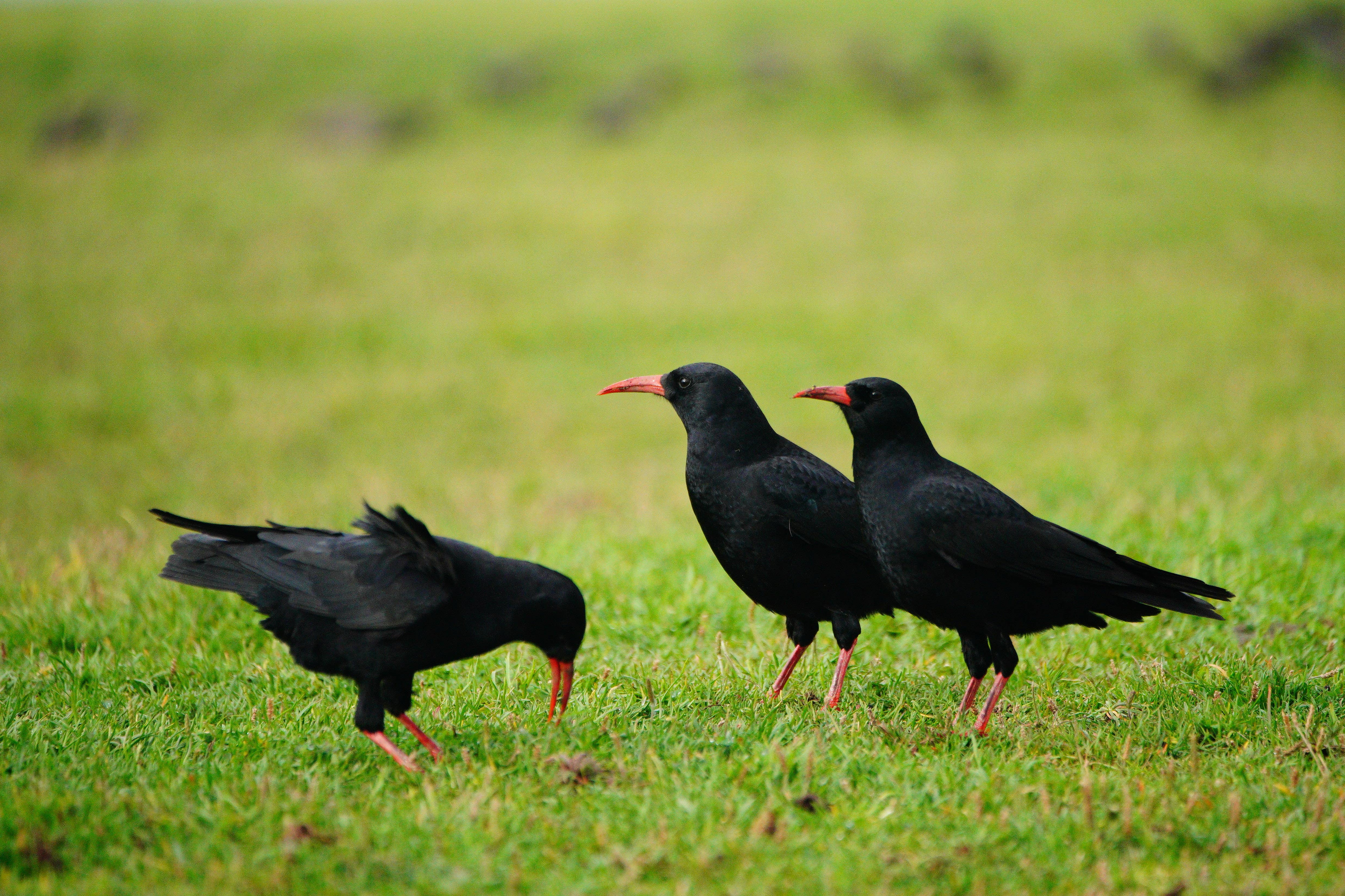 Spend An Hour Counting Birds And Reconnect With Nature Says RSPB The   290f08f3892ce5415c81ac9c5922fc33Y29udGVudHNlYXJjaGFwaSwxNzA2MzAyMDUz 2.75154209 