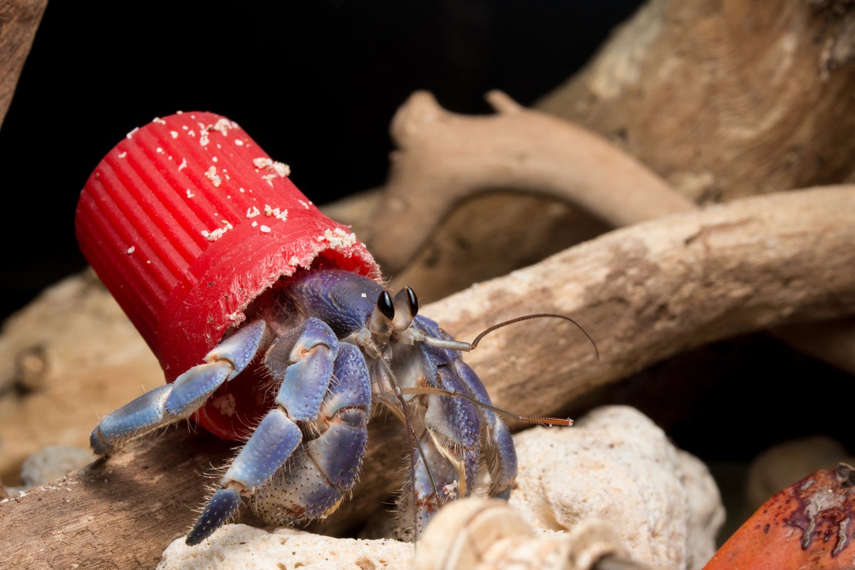 Pictures reveal hermit crabs are turning to plastic waste to use as shells