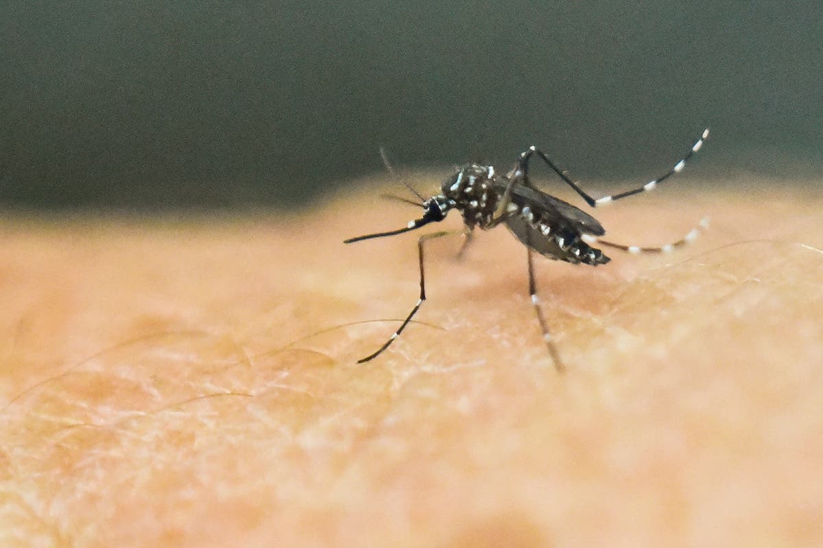 DEET found to cause reproductive damage in worms, warranting further investigation - Vimarsana News