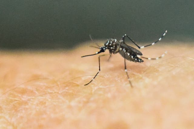 <p> An Aedes Aegypti mosquito is photographed on human skin. The CDC reported an increase in mosquito-borne diseases in the United States last summer</p>