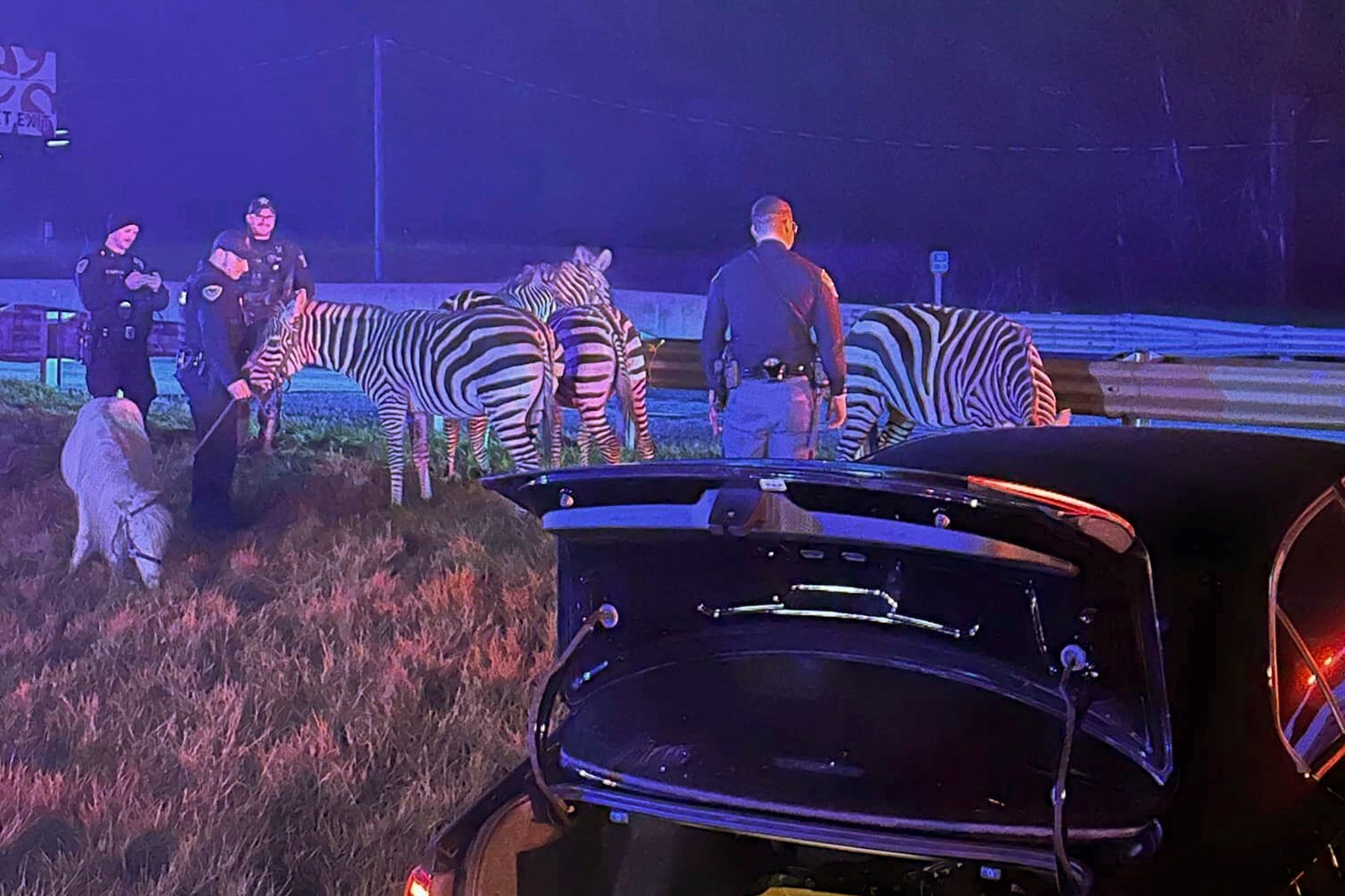 Circus Animals Rescued Fire