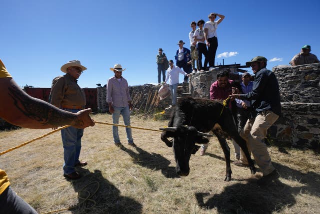Mexico Bullfighting Workshop