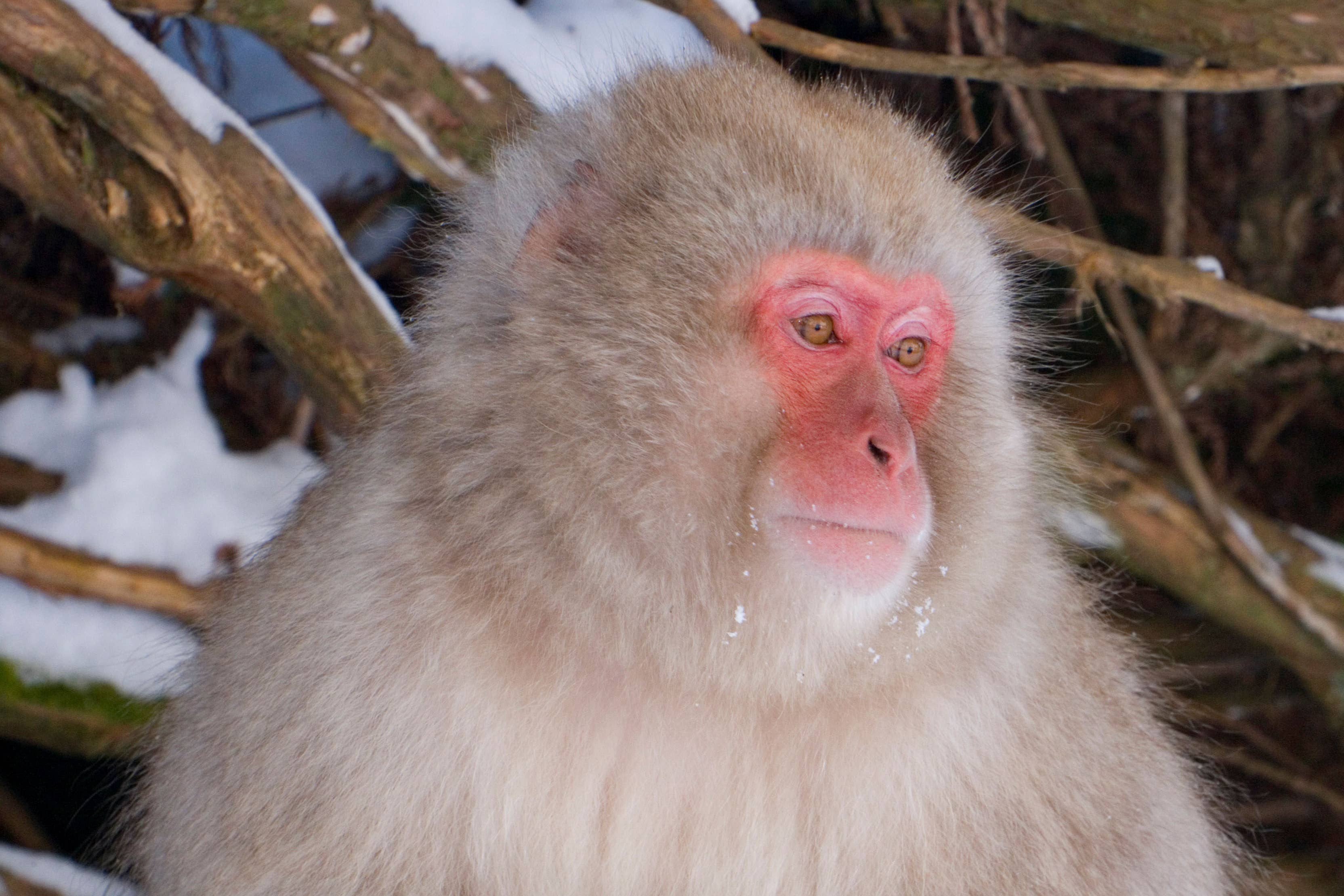 Japanese macaque have human-like naked faces and expressive eyes