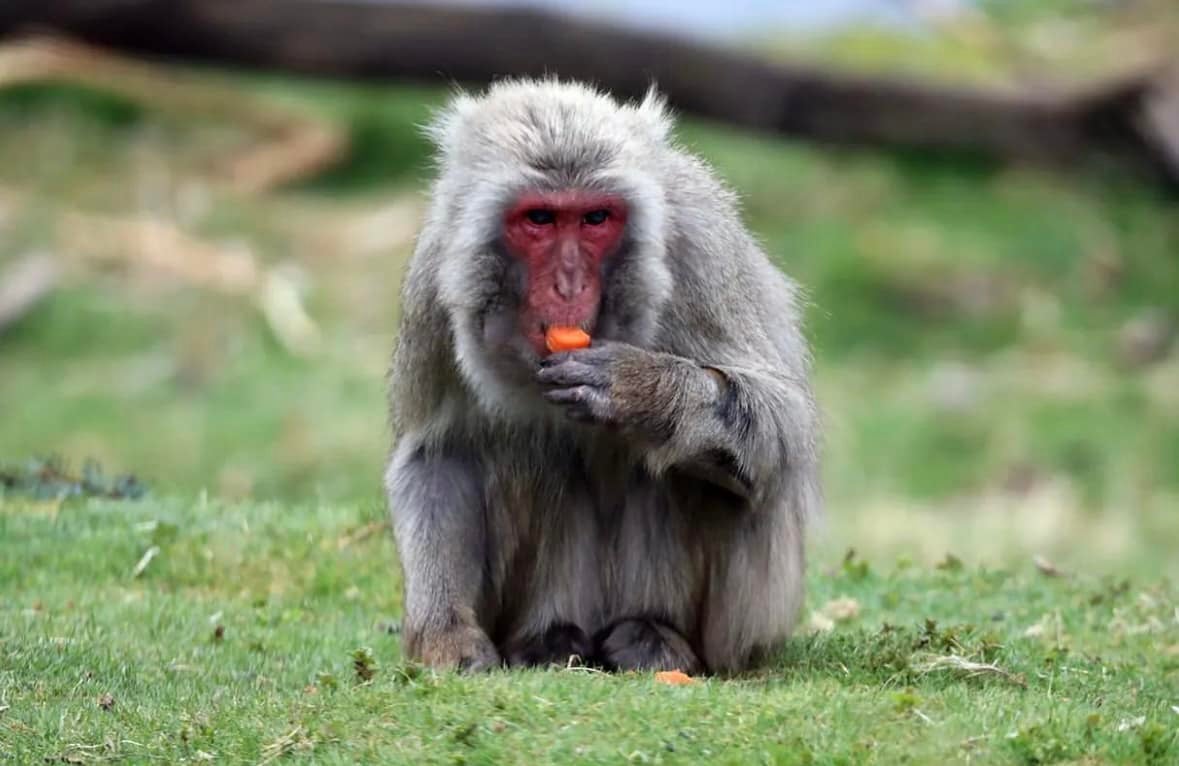 The monkey is one of 34 Japanese macaques at Highland Wildlife Park