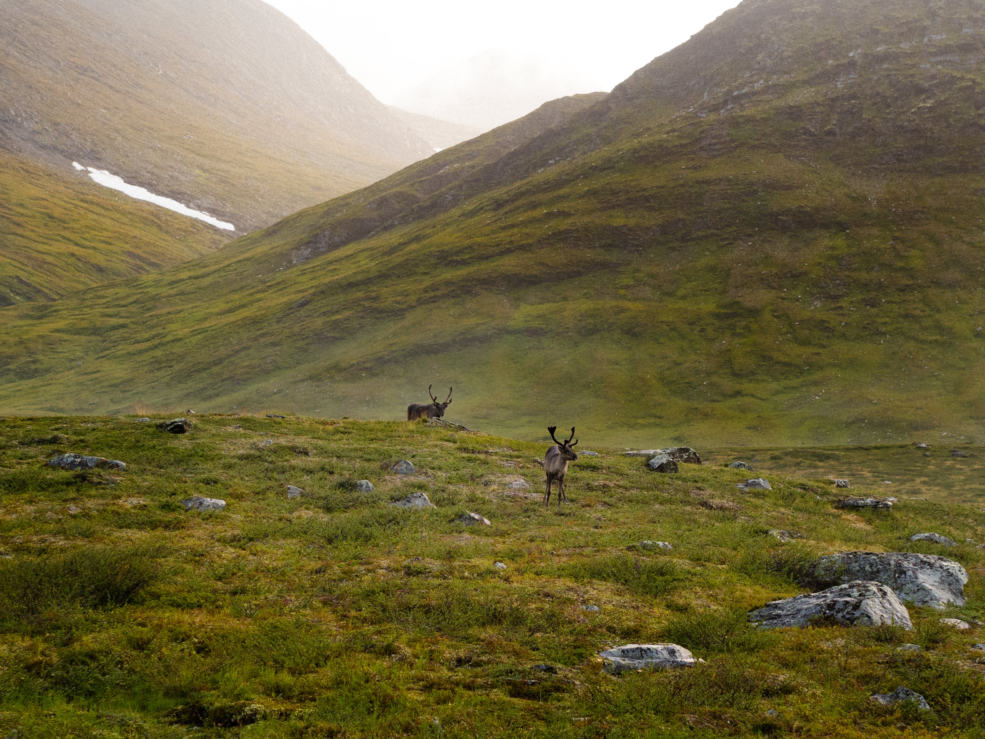 Reindeer roam through the valley in northern Lapland