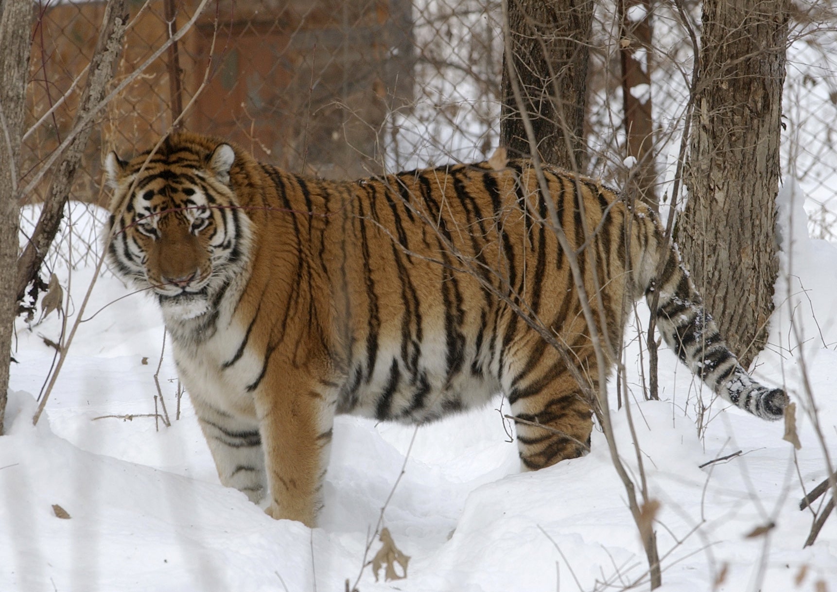 Lutiy, an endangered Amur tiger, roams in his cage at the Wild Animals Rehabilitation Center at the Sikhote-Alin Nature Monument, Russia on Monday, December 5, 2005