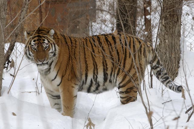 <p>Lutiy, an endangered Amur tiger, roams in his cage at the Wild Animals Rehabilitation Center at the Sikhote-Alin Nature Monument, Russia on Monday, December 5, 2005</p>