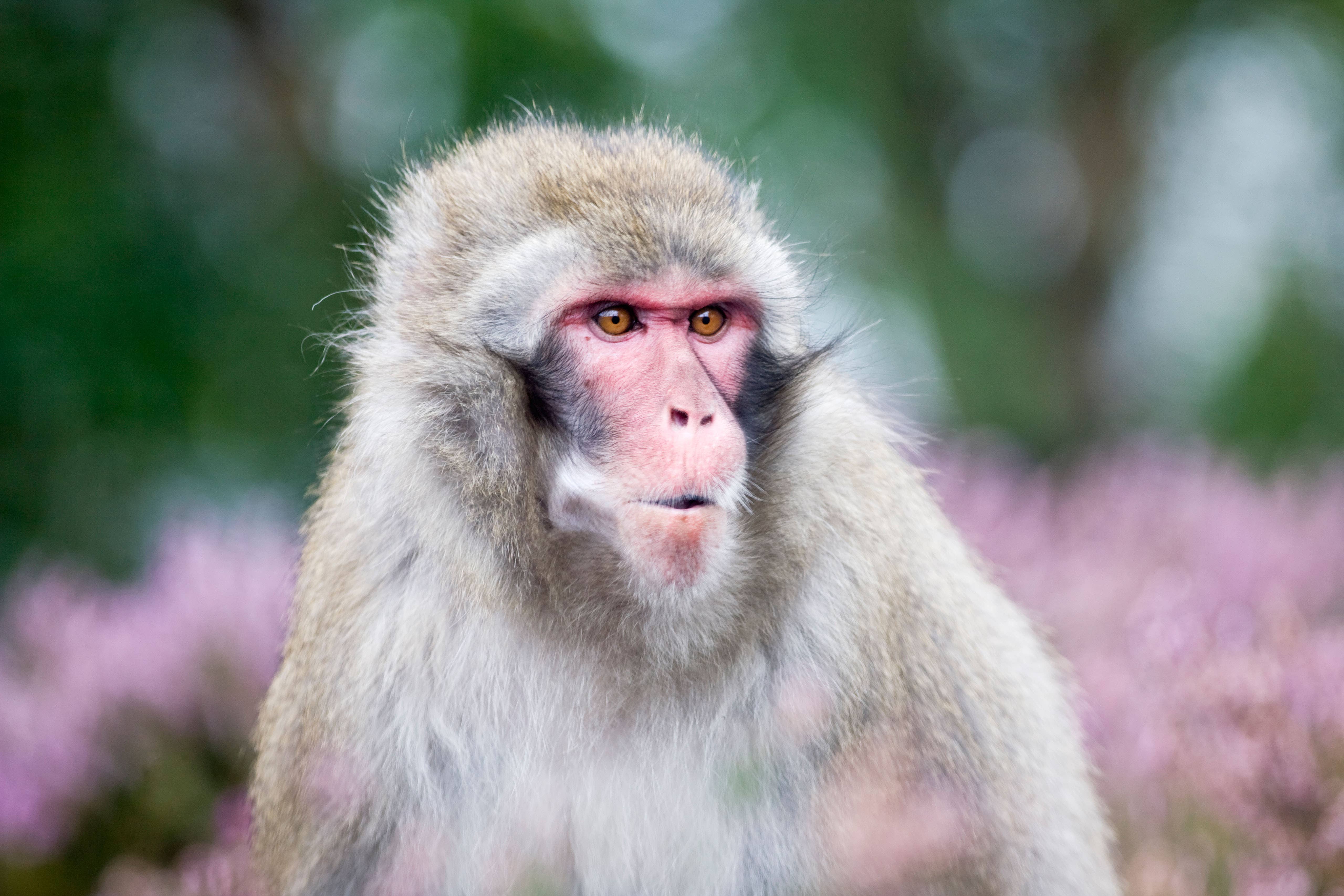 A Japanese macaque like the one that has escaped