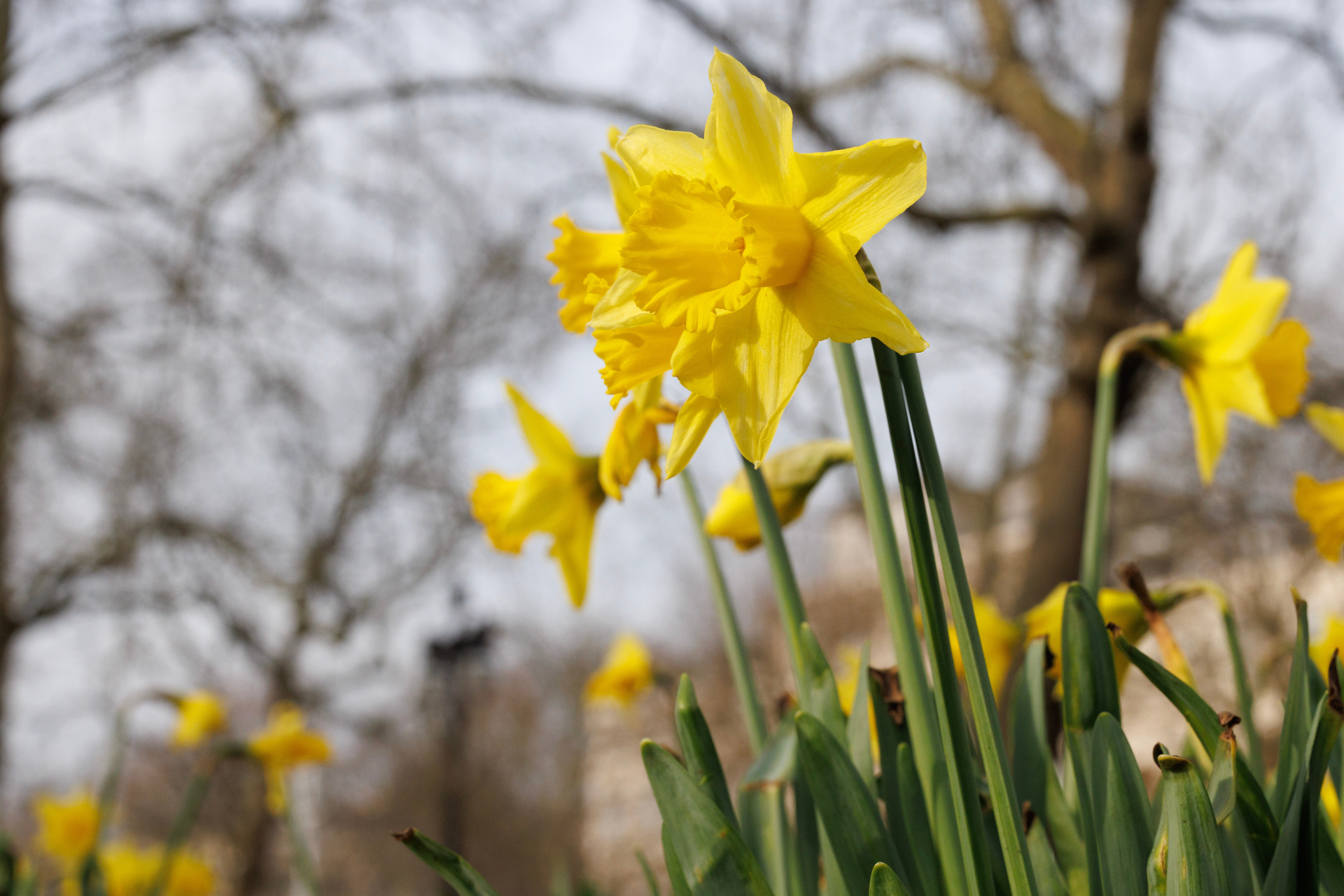 Gloucestershire ‘golden triangle’ is known for its daffodil displays