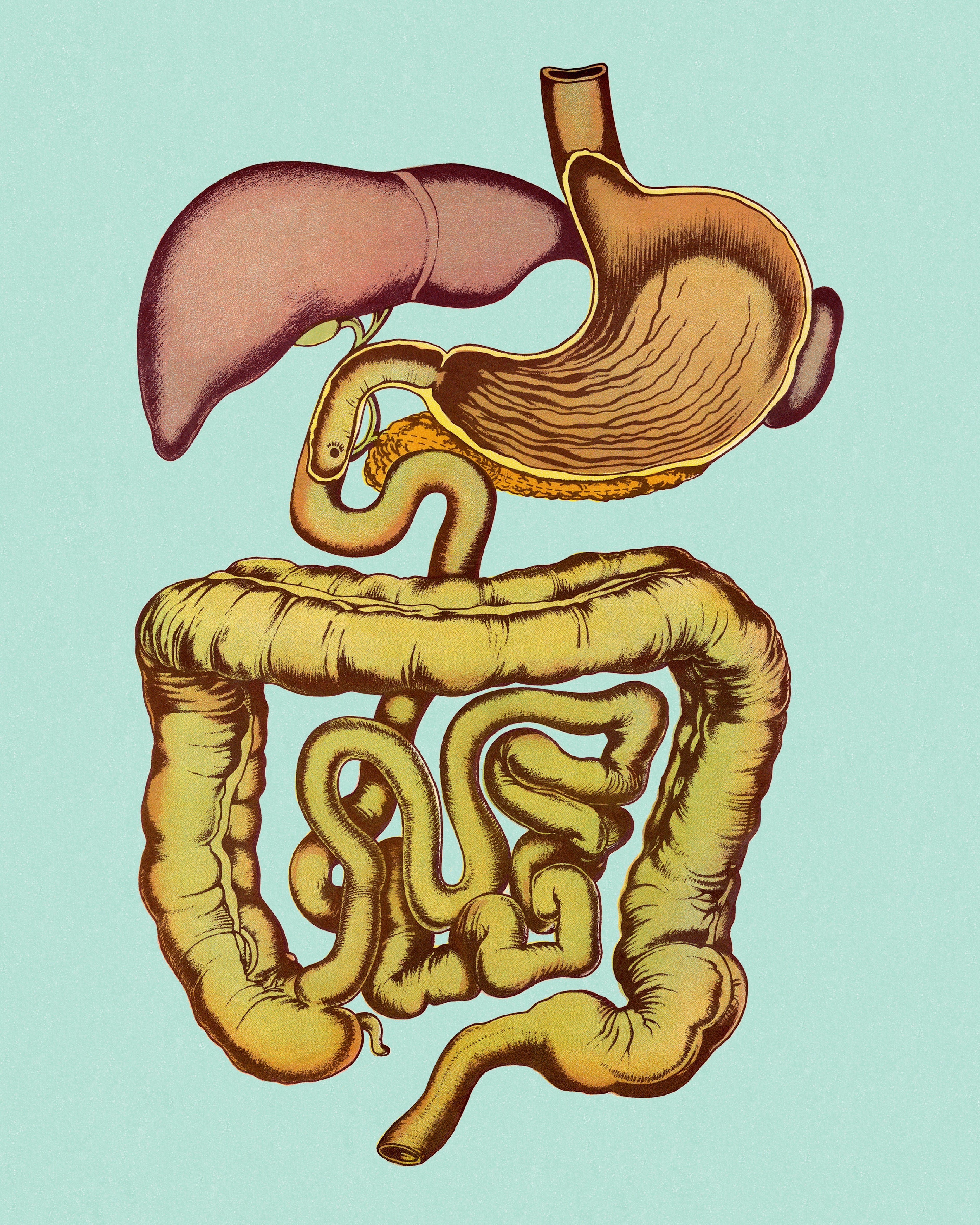 Gut reaction: abstaining from alcohol can reverse the damage to our microbiome, one study claims