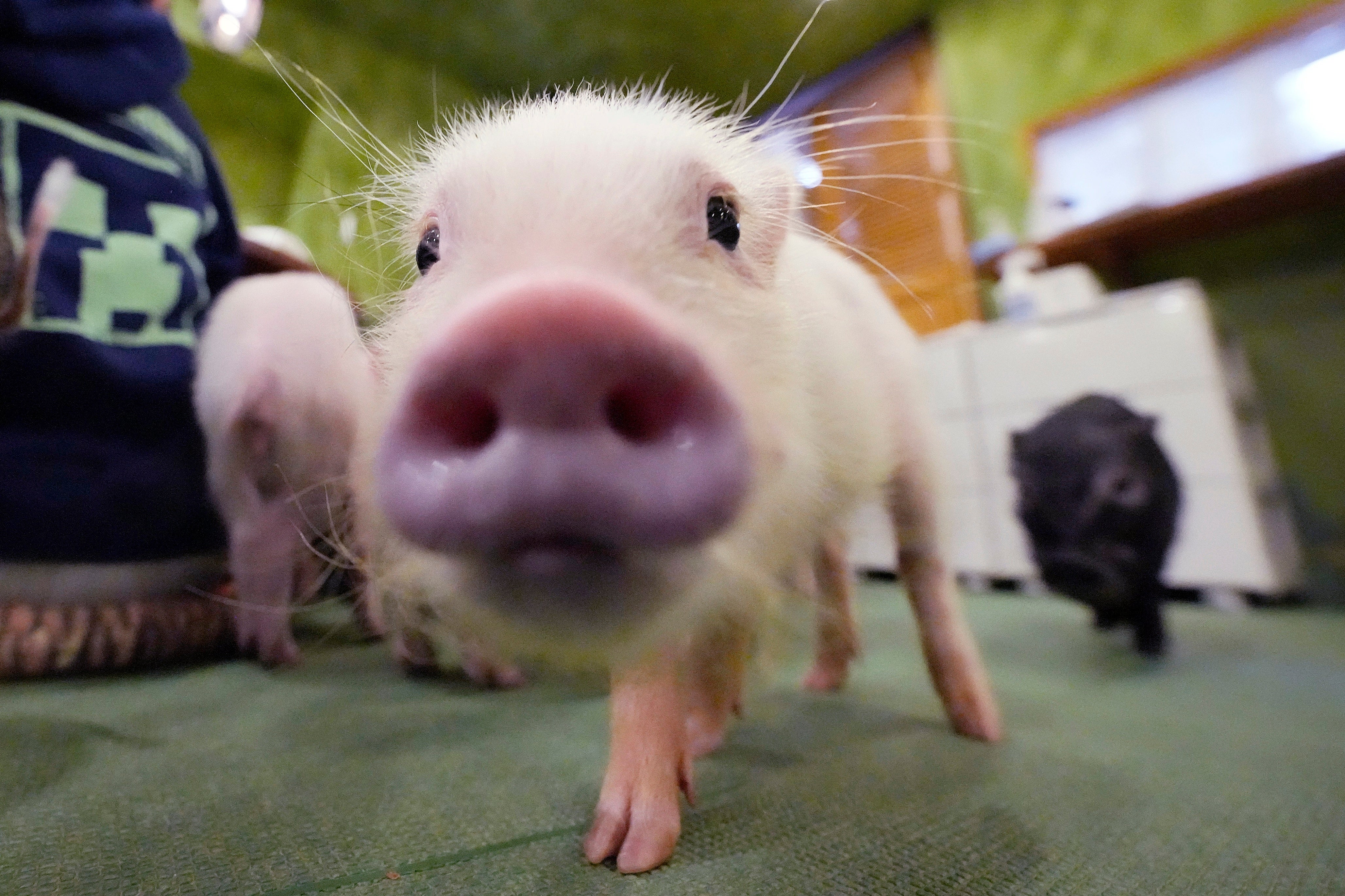 Japan Pig Cafe