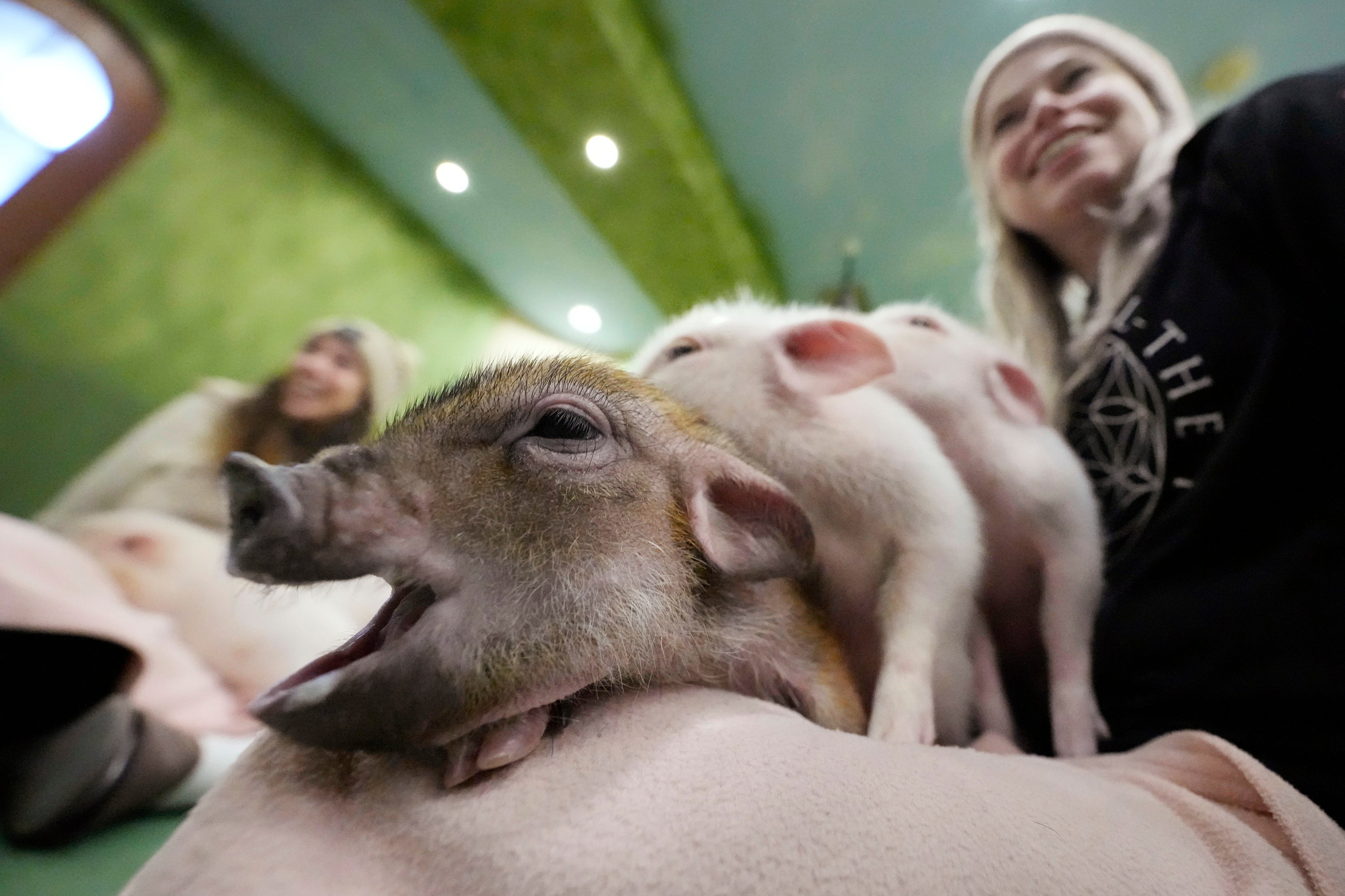 Japan Pig Cafe