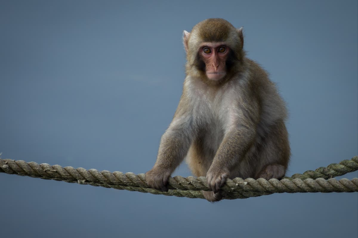 Scotland monkey escape - live: New sighting of loose monkey as zookeepers deploy thermal drones 