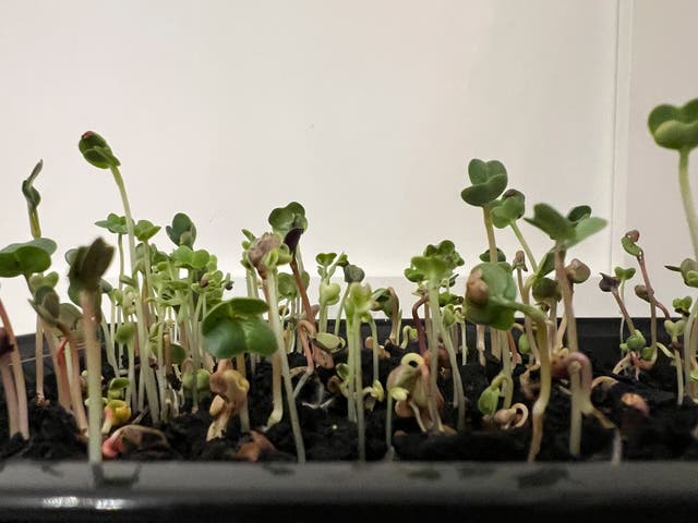 Gardening-Microgreens