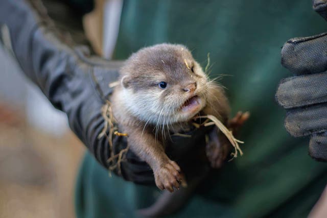 <p>The pup was born to first time mum Beatrix and proud dad Kovu (Woburn Safari Park/PA)</p>