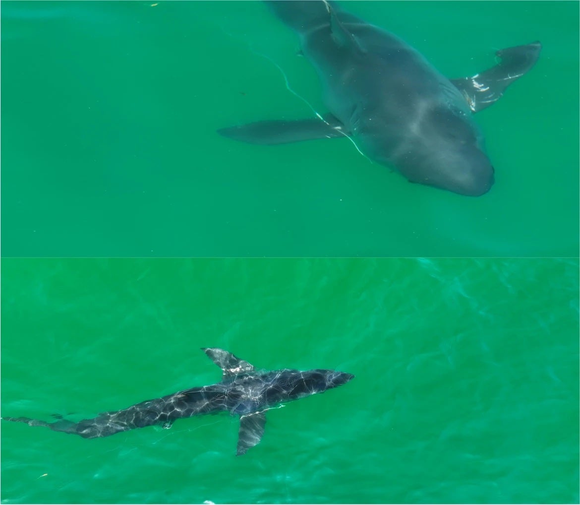 Drone footage also captured sharks like this one, one of the several large likely mature sharks filmed prior to the suspected newborn