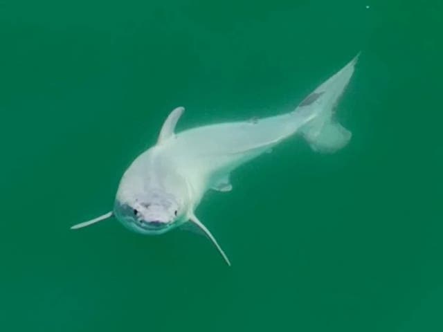 <p>A wildlife filmmaker and biology doctoral student may have been the first people to record a newborn great white shark</p>