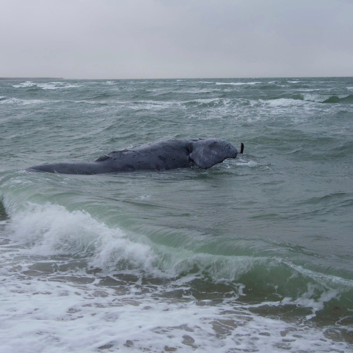 Rare whale found dead off Massachusetts may have been entangled, authorities say
